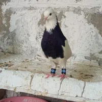 کبوتر طوقی