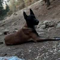 سگ مالینویز نر برای جفت یابی