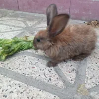خرگوش خونگی سالم ومهربون.دستی هستش|موش و خرگوش|مشهد, طبرسی شمالی|دیوار