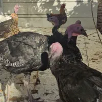 بوقلمون برنز 5ماهه|حیوانات مزرعه|خمینیشهر, |دیوار