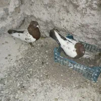 یک جفت کفتر سینه سرخ اماده جوجه کشی