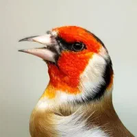 انواع سهره نقش جوجه سهره سهره دهندار