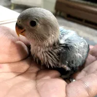 جوجه طوطی کوتوله سرلاکی نژاد اوپال|پرنده|رفسنجان, |دیوار