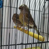 قناری گلستر اورجینال اورجینال نروماده