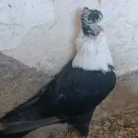 جفتگاه جوجه