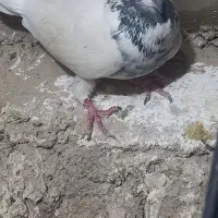 ۳ عدد نره پرشتی