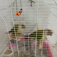 گرینچیک