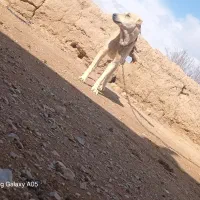 سگ افغانی|سگ|چناران, |دیوار