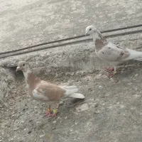 کفترالمانی