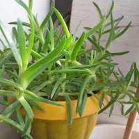 گل وگیاه|گل و گیاه طبیعی|کرج, حیدرآباد|دیوار