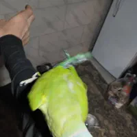 پرنده طوطی ملنگو|پرنده|شیراز, کرونی(خاتونک)|دیوار