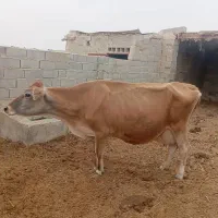 گاوجرسی|حیوانات مزرعه|هیرمند, |دیوار