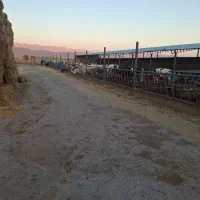 کارگر گاوداری