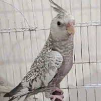 عروس هلندی آلبینو و ایزابلا