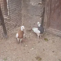 تعدادی کبوتر|پرنده|رفسنجان, |دیوار