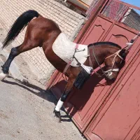 نریان عرب ایرانی