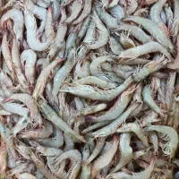 کارگر ساده خانم برای پاک کردن میگو درسایزهای درشت