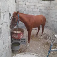 اسب|اسب و تجهیزات اسبسواری|اهرم, |دیوار