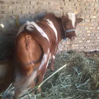 فوری فوری گوساله قصابی