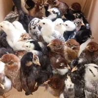 جوجه مرغ ۲۰روزه