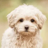 واگذاری سگ مالتیپو همراه با وسایل