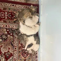 واگذاری رایگان بچه گربه خونگی|گربه|بیرجند, |دیوار