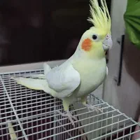 جفت عروس هلندی دست آموز