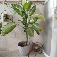 گل دیفن کاملیا