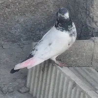 پرندگان|پرنده|بندرعباس, |دیوار