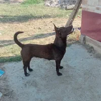 سگ پاکوتاه