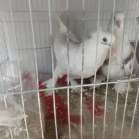 کبوتر|پرنده|خمینیشهر, |دیوار