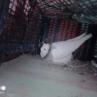 فروش فوری تعدادی کبوتر