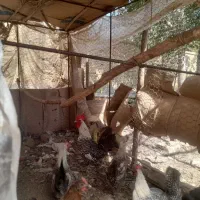 خروس جوان براکل