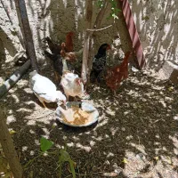 جوجه ی ۴ ماهه سرحال و سالم دونه ای ۶۰۰