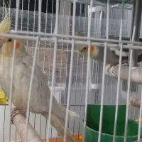 عروس هلندی مولد