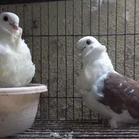 کبوتر زینتی چاینیز