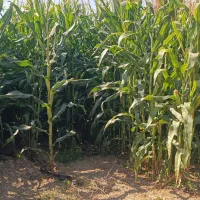 علوفه دانه دار|خدمات باغبانی و درختکاری|مرودشت, تخت جمشید|دیوار