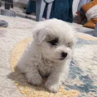 فروش سگ میکس شیتزو پامرانین