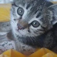 بچه گربه
