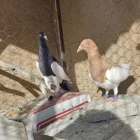 یک جفت یهودی|پرنده|بروجرد, |دیوار