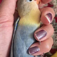 گمشده|حیوانات|نیشابور, بلوار گلها|دیوار