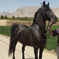 اسب نریان کره خیبر نوه پویا بقایی