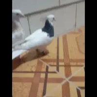 کبوتر طوقی