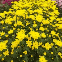 تولید کننده و پرورش گل داوودی دسته ای 20هزارتومان