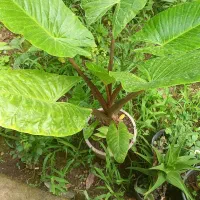 گل بابا آدم با ۳ تا پا جوش یه تومن
