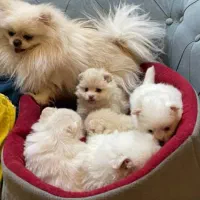 پامرانین بوفیس