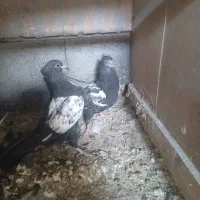 کفتر کبوتر جوجه سینه سیاه