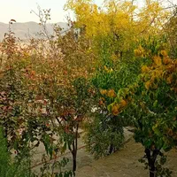 اجاره خونه ای سنتی و قدیمی سر راه شیروان بجنورد|اجارهٔ کوتاه‌مدت آپارتمان و سوئیت|بجنورد, |دیوار