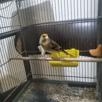 سهره قناری|پرنده|همدان, |دیوار