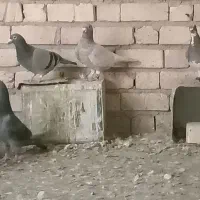 کبوتر
